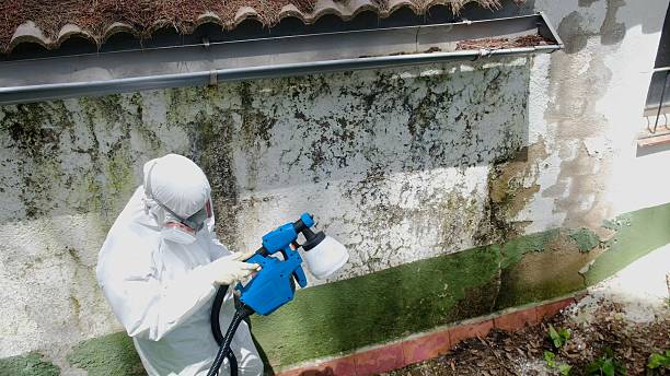Top rated local Mold Cleanup specialists in Petoskey, MI
